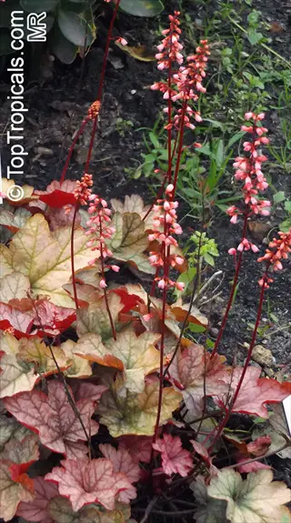 heuchera coral bells plant showcasing vibrant red, green, and orange foliage with tall pink flower spikes