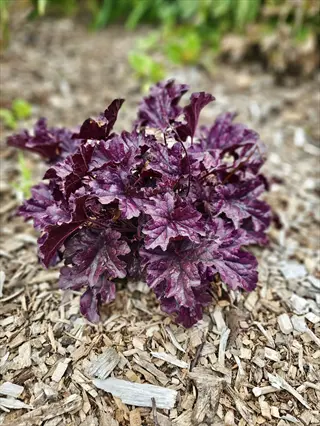 heuchera purple foliage: clump of deep burgundy-purple scalloped leaves growing in wood-chip mulch, background softly blurred with green plants