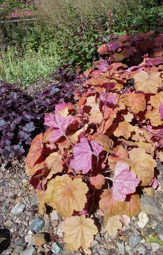 heuchera 'southern comfort' plants with vibrant orange-pink foliage growing in rocky garden