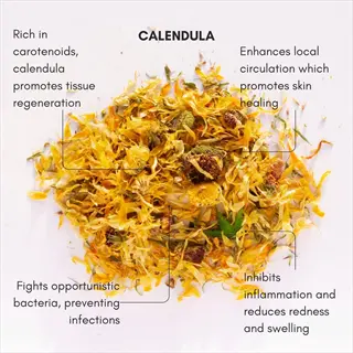 high resin calendula: dried petals with educational text highlighting anti-inflammatory, antibacterial, and healing properties (similar to resina variety) on white background