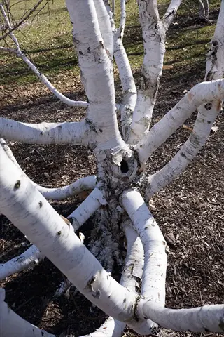 himalayan birch white trunk with multiple peeling branches in natural outdoor setting