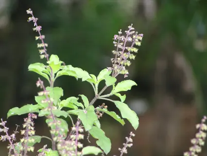 holy basil tulsi plant with green leaves and purple flower spikes in a natural setting