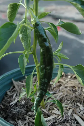 holy mole pepper plant with immature dark green pepper growing in a container with wood chip mulch
