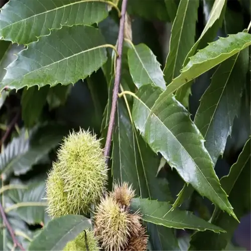 home garden chestnut tree with green leaves and prickly fruits