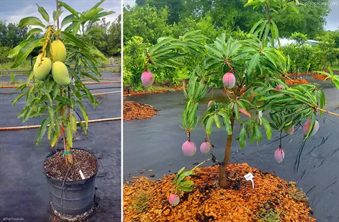 horticultural oil spray trees (mango) in nursery: potted green-fruited tree and in-ground red-fruited tree with mulch