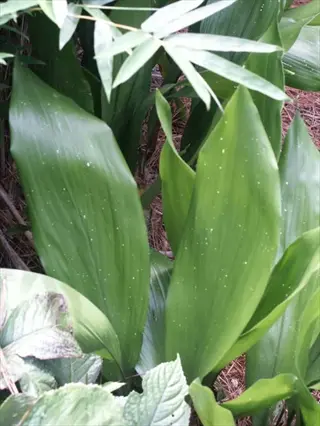 hoshi-zora aspidistra (cast iron plant) with white spotted foliage growing outdoors