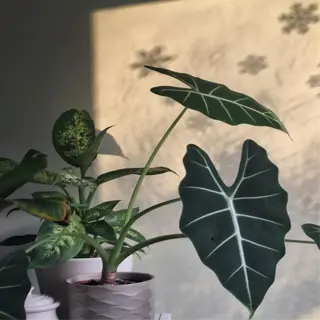 houseplants in pots with sunlight and shadows