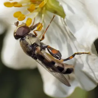 hoverfly (syrphidae family) feeding on white flower nectar, highlighting adult pollination role and larval stage's function as natural aphid predators (hoverfly larvae aphids biological control)