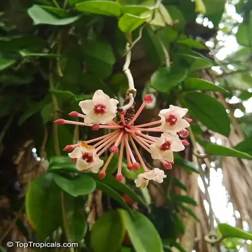 hoya carnosa blooming plant with cluster of white flowers featuring pink stamens