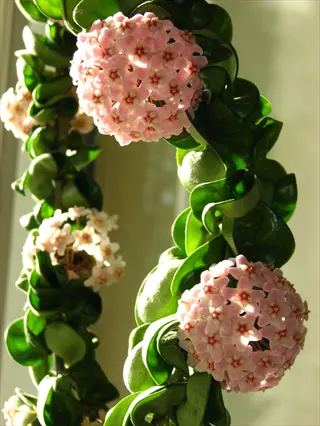 hoya compacta rope plant showcasing twisted green leaves and clusters of pink flowers in sunlight