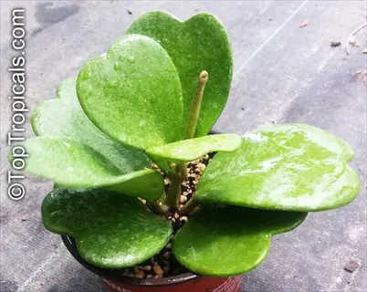 hoya kerrii heart plant with thick green heart-shaped leaves in a pot