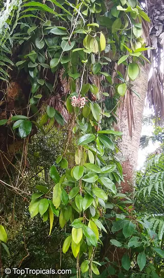 hoya krimson queen plant cascading with green leaves featuring white variegation and small pink flowers in a tropical setting