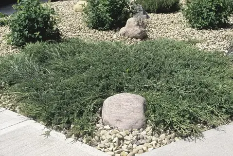 hughes juniper spreading ground cover surrounded by rocks and gravel in a landscaped garden