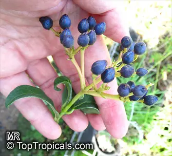 human hand holding cluster of viburnum blue berries with green leaves