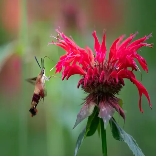 hummingbird clearwing moth feeding at blooming bergamot plant in garden