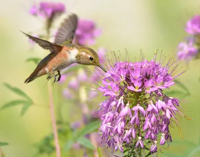 hummingbird feeding on bergamot nectar from vibrant pink flowers