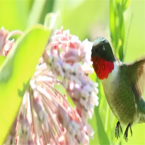 hummingbird feeding on flower - native pollinator plants garden