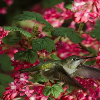 hummingbird hovering near red flowering currant - red flowering currant hummingbird
