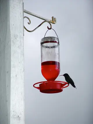 hummingbird perched on a glass bottle hummingbird feeder with red liquid, attached to a white post under a cloudy sky