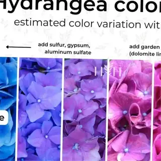 hydrangea color chart showing blue to pink blooms based on soil ph