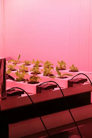 hydroponic lettuce cultivation under pink led grow light setup in controlled environment; plants in white trays with monitoring wires against vertical farming backdrop
