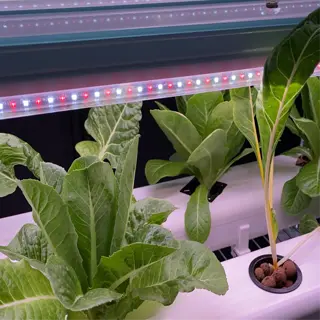 hydroponic lettuce plants growing under vibrant red and blue led grow lights