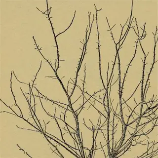 illustration of a fruit tree in need of dead branch pruning to remove dead wood and promote healthy growth