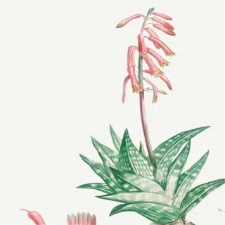 illustration of a panache tiger plant with pink flowers