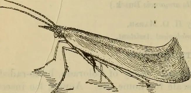 illustration of a radish garden pest (diamondback moth) with slender wings and antennae on a printed text page