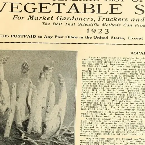 illustration of asparagus crowns in a planting trench, from a 1923 vegetable seeds catalog