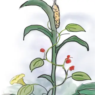 illustration of companion plants including corn, pumpkins, and flowers, demonstrating a polyculture gardening technique