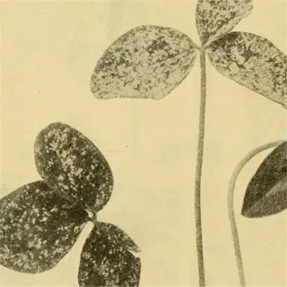 illustration of garden fleahopper damage on plant leaves