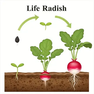 illustration of radish life cycle showing seed, sprout, seedling, and mature sparkler radish top with red skin and white flesh