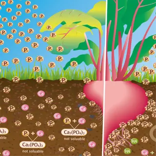 illustration of soil with and without humic acids for plant growth