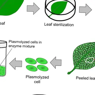 illustration of the callusing process in plant tissue culture, from leaf sterilization to callus formation