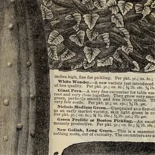 illustration of various cucumbers including boston pickling variety with descriptive text