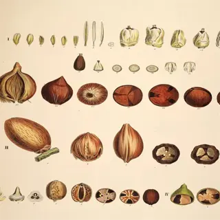 illustration of various seed types, including syagrus and elaeis species