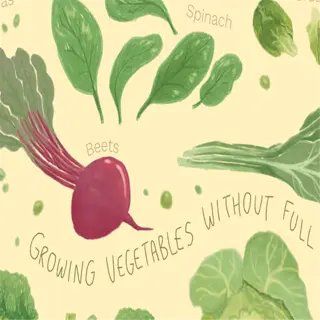 illustration of vegetables like kale that grow in partial shade
