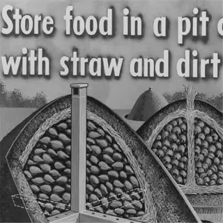 illustration showing food storage in a pit covered with straw and dirt before planting