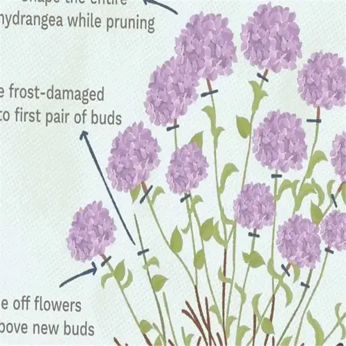 illustration showing hydrangea pruning time and techniques