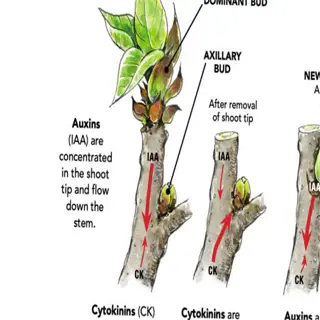 illustration showing pruning for growth by removing the shoot tip
