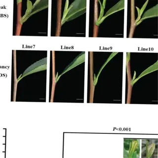 image showing bud break and dormancy stages in different plant lines, with statistical analysis of bud activation techniques