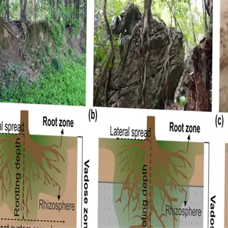 images showing root depth considerations in different zones for planting