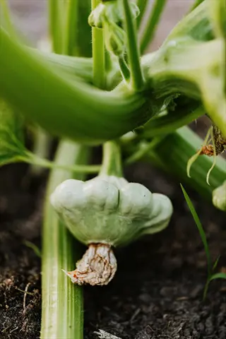 immature light green pattypan squash growing on a plant with thick green stems in a garden bed
