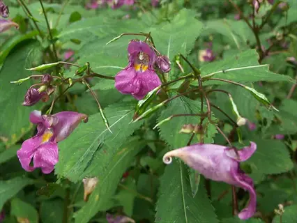 impatiens shade bedding: cluster of pinkish-purple spurred flowers with yellow throats amid glossy green leaves in dappled light