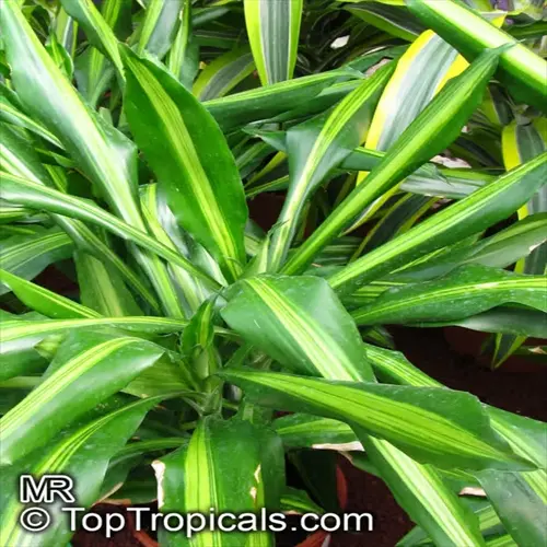 indoor corn plant (dracaena fragrans) with green and light green striped leaves in a pot
