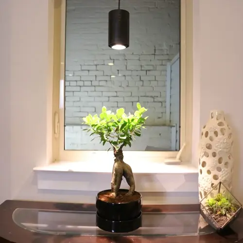indoor grow light plants: bonsai tree under hanging light with decorative vase and terrarium on table by window