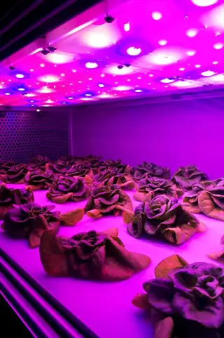 indoor hydroponic system with vibrant led grow lights illuminating rows of leafy green plants in a controlled environment