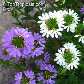 indoor oscillating fan plants: purple and white scaevola aemula blooms (fan flowers) up close. these summer-blooming plants thrive near gentle airflow. (source: toptropicals.com mr)