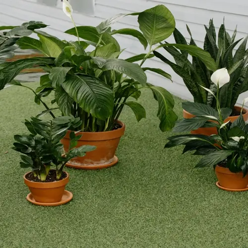indoor plants: snake plant, peace lily, and zz plant in terracotta pots on artificial grass near a building